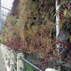 Vertical  Garden Jembatan Gandong Magetan