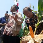 Bupati Magetan, Suprawoto, Melihat Varietas Jagung.