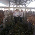 Bupati Magetan, Suprawoto bersama Wabup, Nanik E.R dan Kepala Disnakkan Magetan, Kustini Melihat Peserta Kontes Sapi 2018.