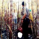 Jenasah Mardi Dilahan Tebu Kelurahan/Kecamatan Kawedanan. ( Norik/Magetan Today)