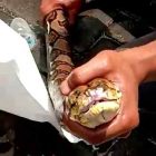 Ular Sanca Kembang Dievakuasi BPBD Kabupaten Magetan.