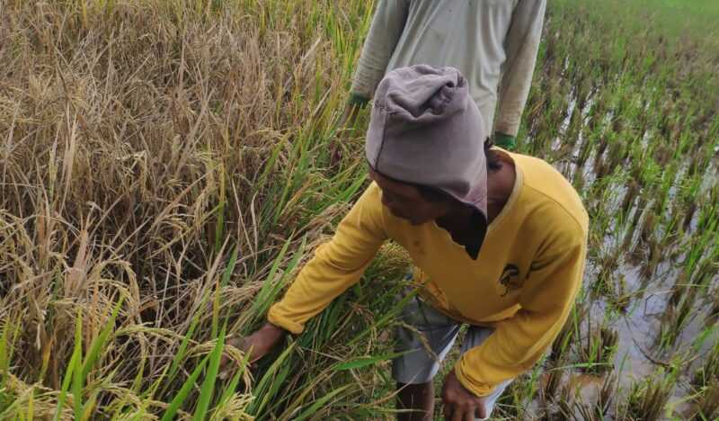 Petani Tunjukan Akibat Serangan Hama Wereng Coklat. (Rifqi/MagetanToday).