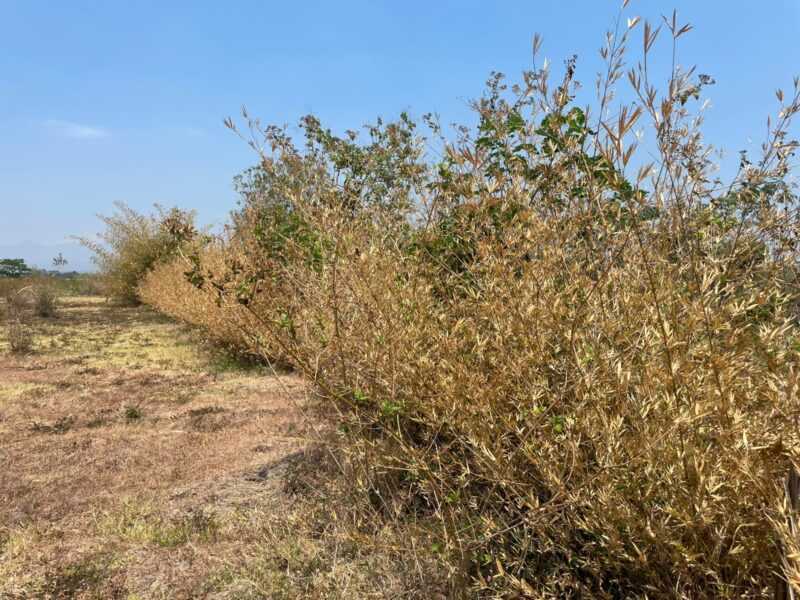 Deretan Rumpun Bambu di kawasan Eco Bamboo Park menguning kekeringan.